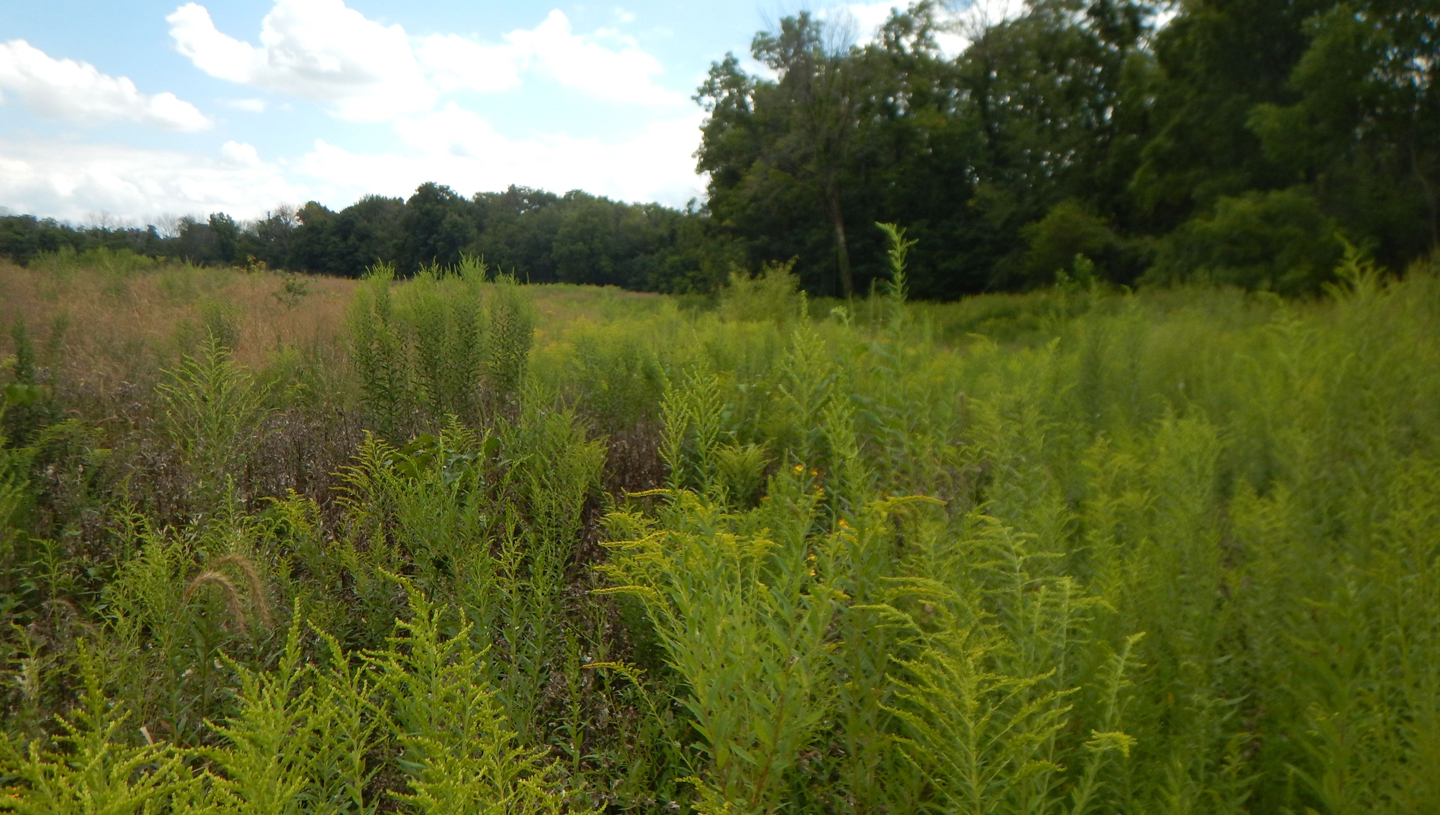 Bray Homestead Mitigation Site